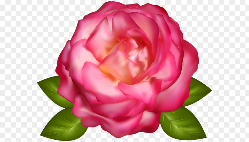 Rose Garden Roses Clip Art PNG