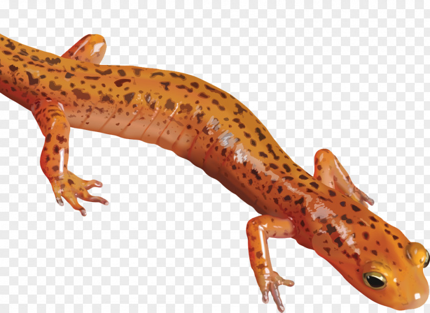 Salamander Clipart Newt Clip Art PNG