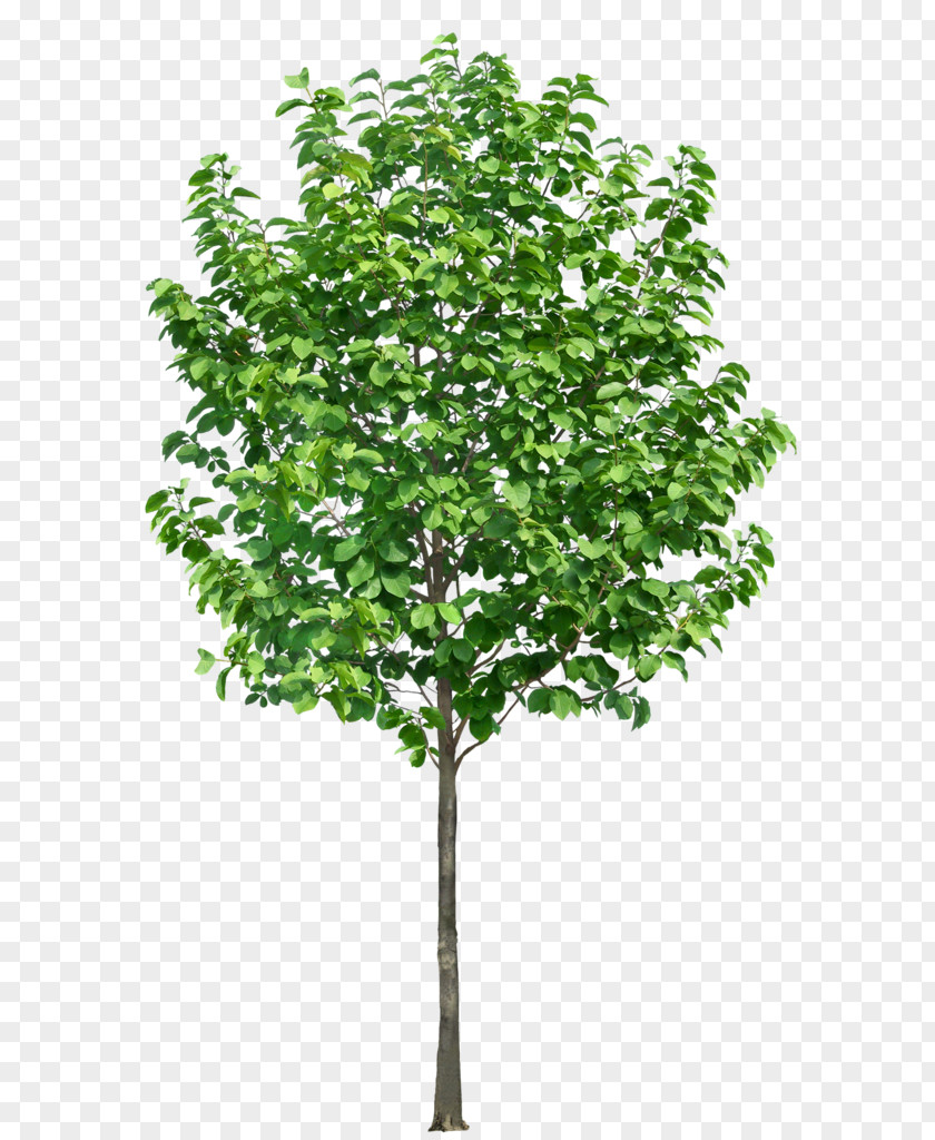 Tree PNG