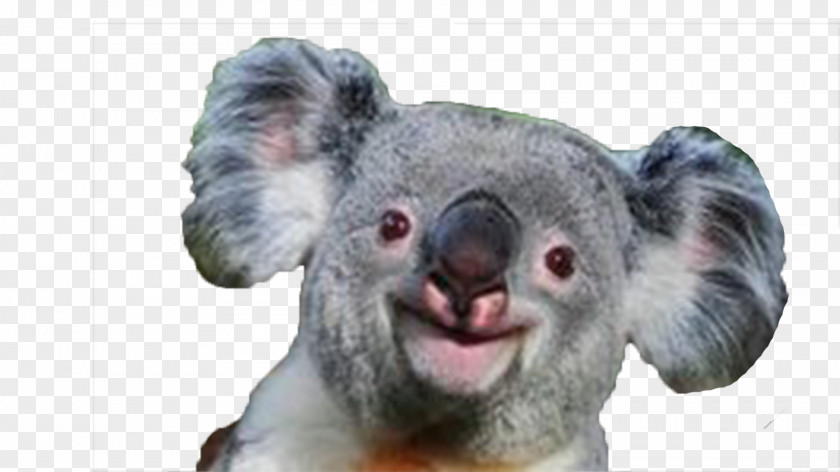 Koala Baby Giant Panda Bear Smile PNG