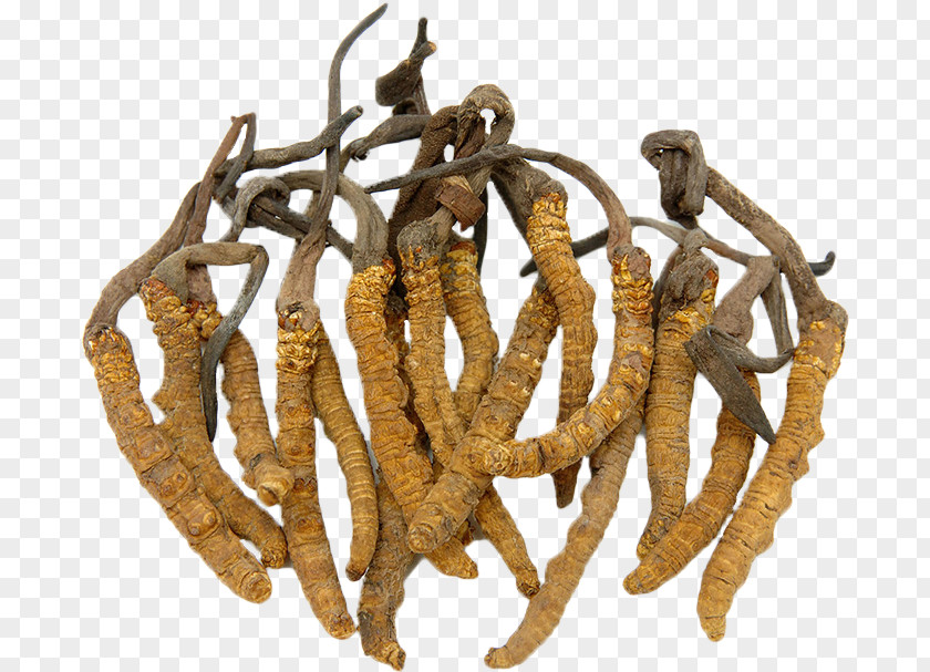 Skirret Cordyceps Sinensis Caterpillar Fungus Medicinal Fungi Traditional Chinese Medicine PNG