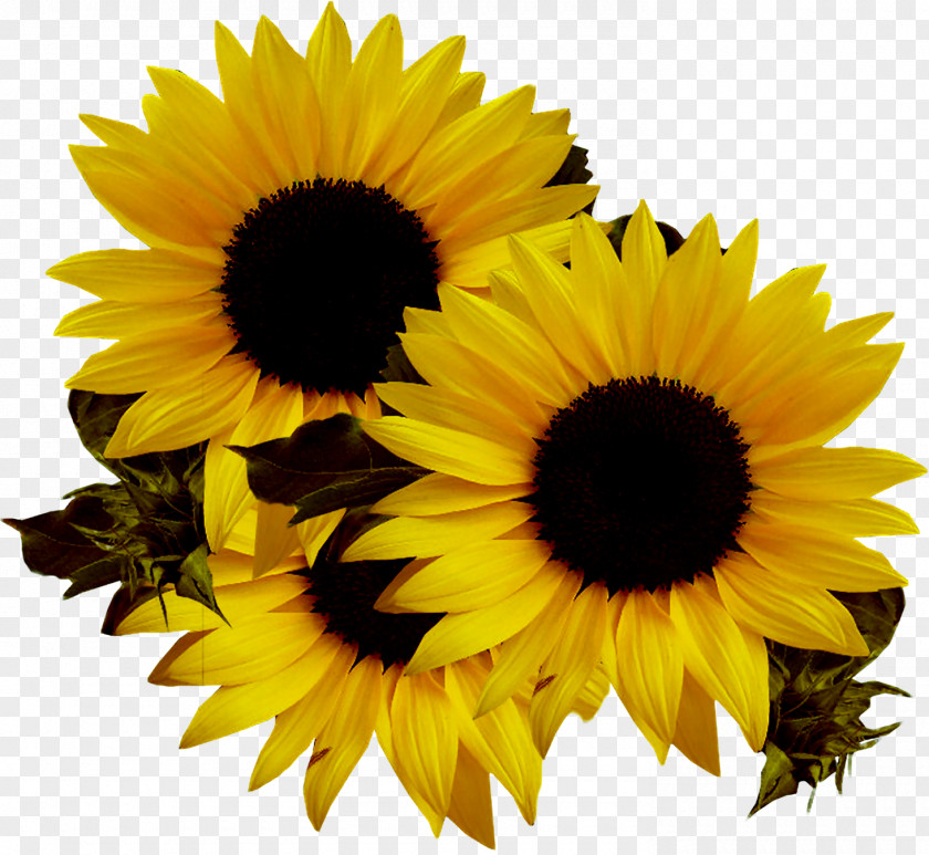 Sunflower Common Seed Clip Art PNG