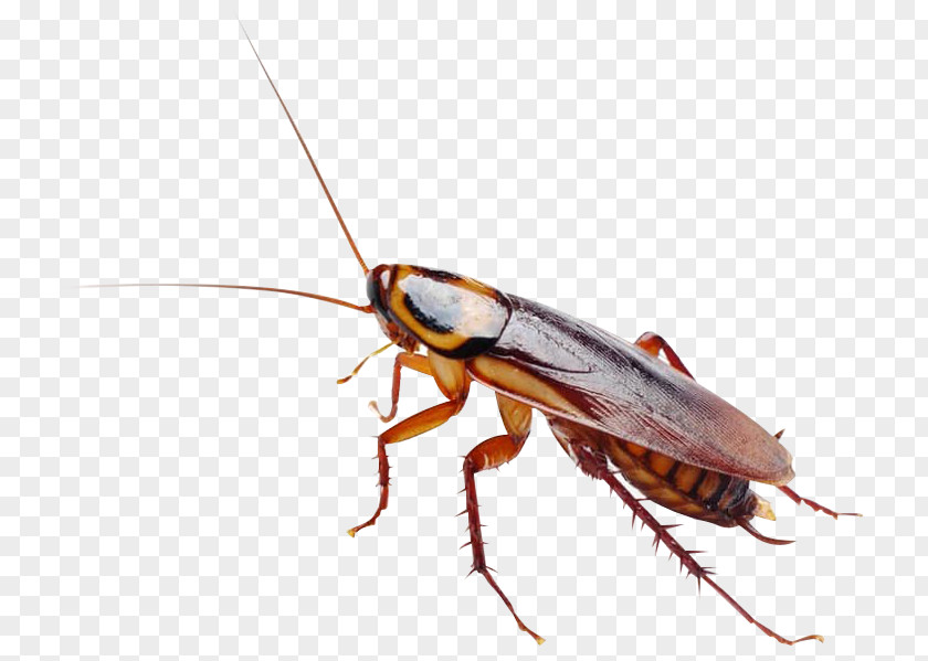 Cockroach Massachusetts Insect Rat Pest Control PNG