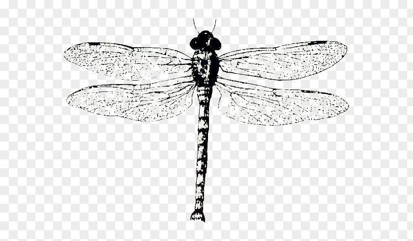 Dragonfly Specimens Biological Specimen Monochrome Black And White PNG