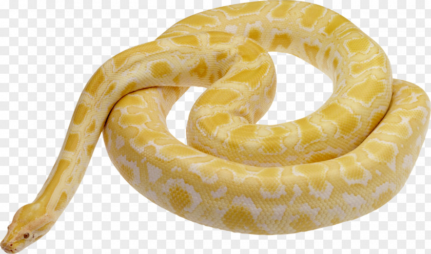 Snake Burmese Python Clip Art PNG