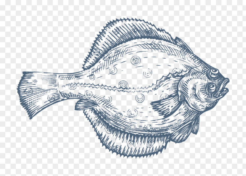 Fish Flatfish Drawing Flounder PNG