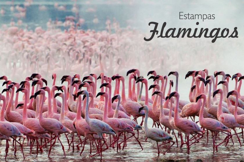 Flamingo Lake Nakuru Bogoria San Diego Zoo PNG