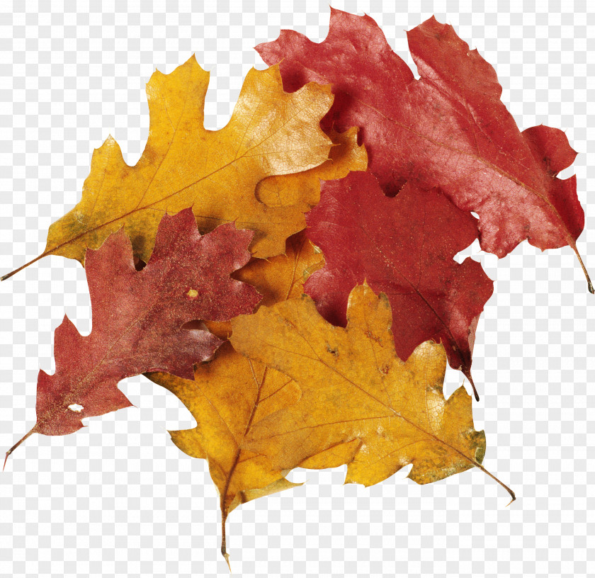 Leaf Eichenlaub Clip Art Autumn Leaves Tree PNG