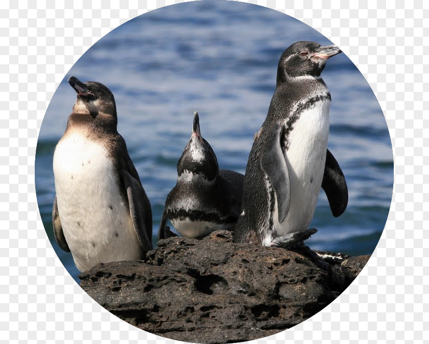 Penguin The Galapagos Calendar Fauna PNG