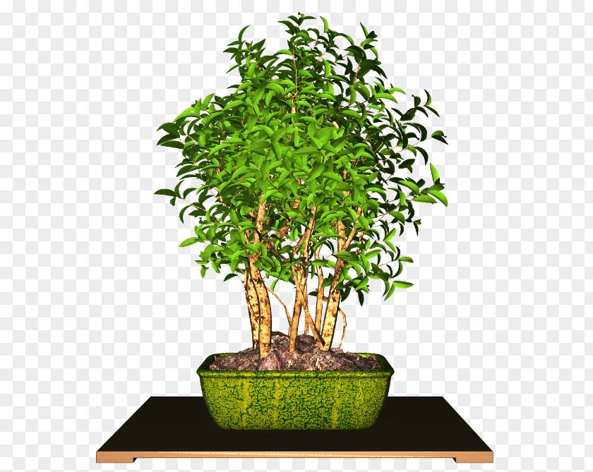 Plant Flowerpot Chinese Sweet Plum Houseplant PNG
