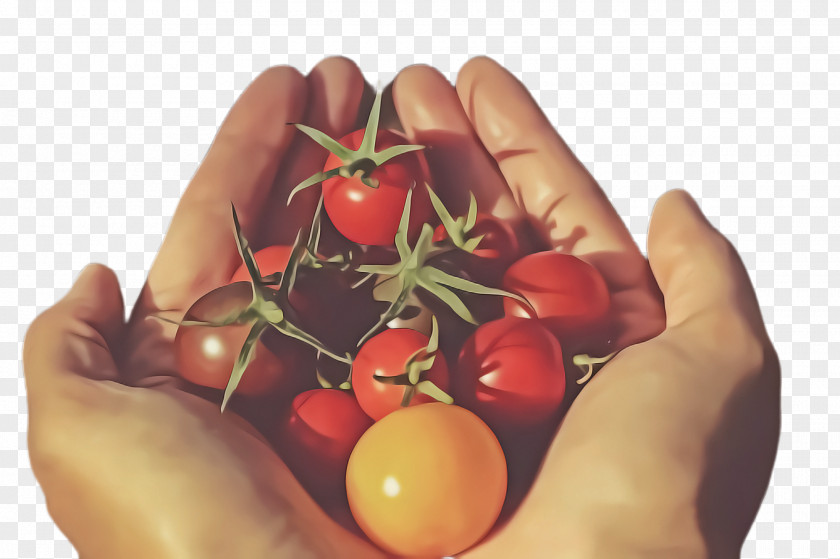 Plum Tomato Hand PNG