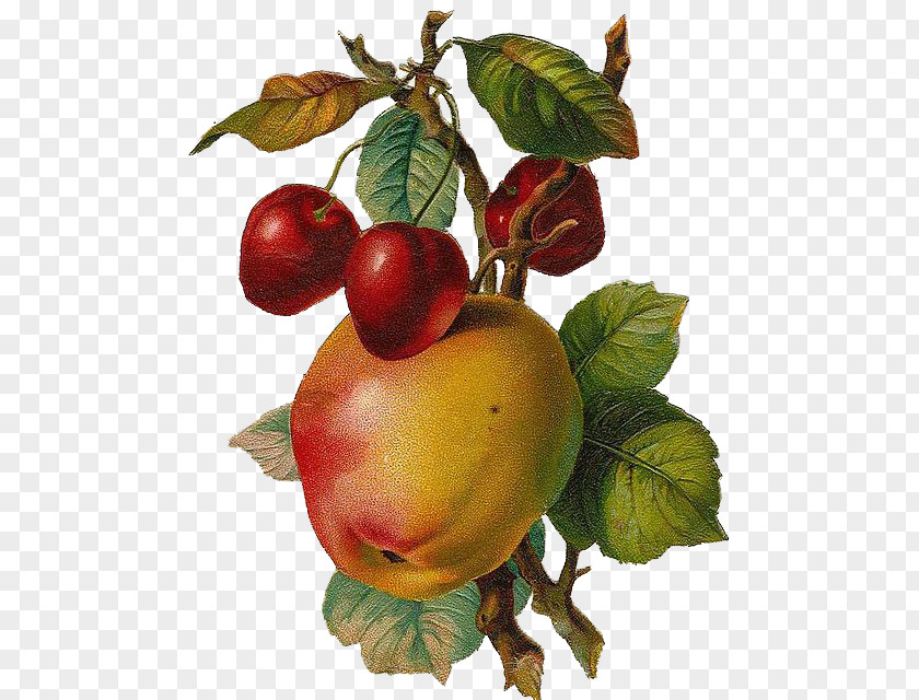 Renaissance-style Hand-painted Apples And Cherries Fruit Free Content Apple Clip Art PNG