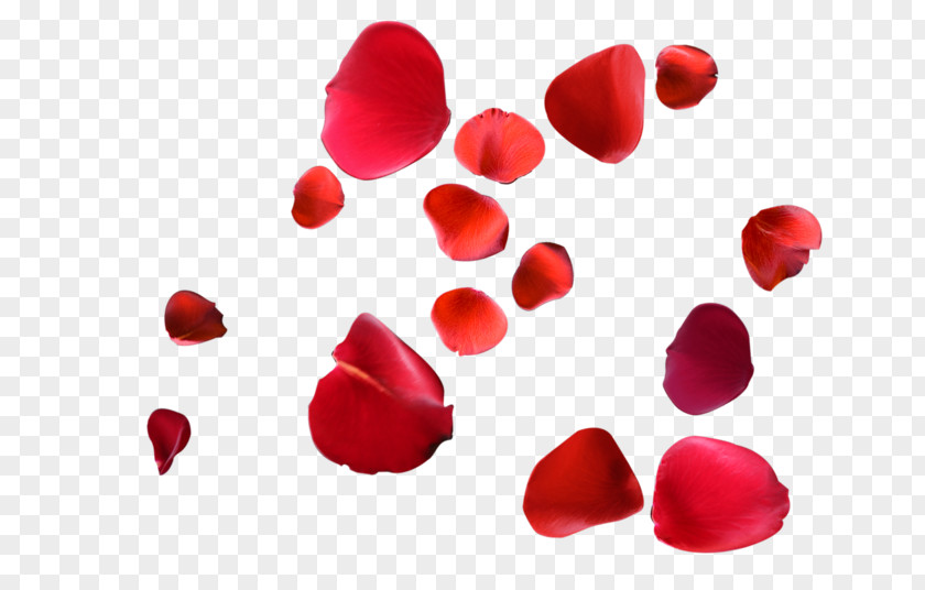 Rose Petal Red Clip Art PNG