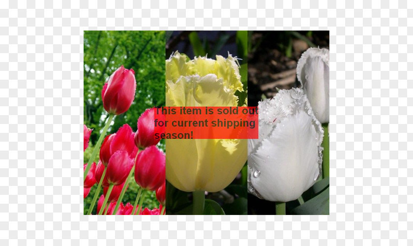 Tulip Bulb Floristry Petal Flower PNG