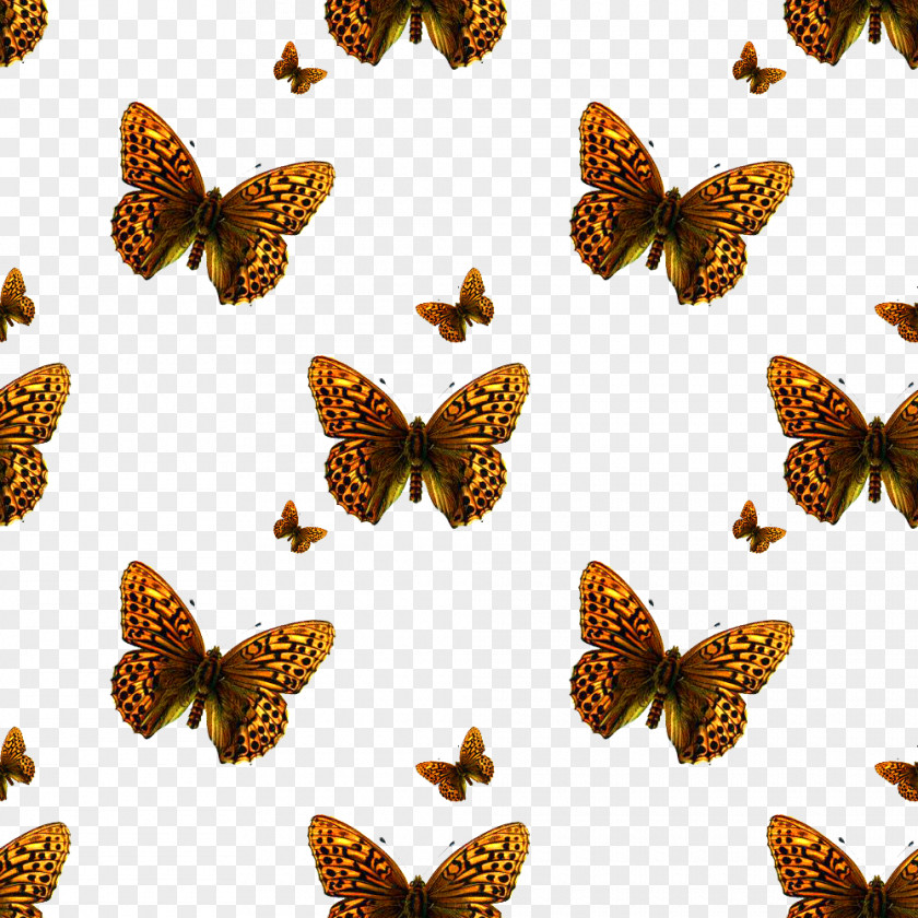 Butterfly Insect Texture Mapping Photography Pattern PNG