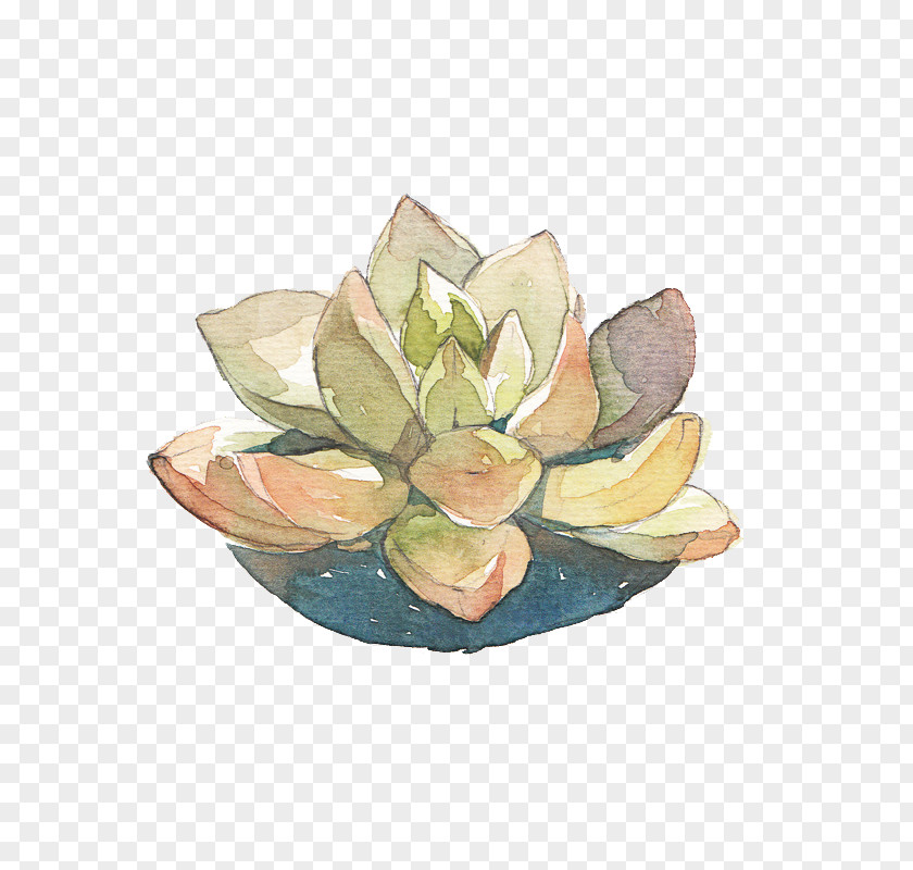 Fleshy Baby Succulent Plant Watercolor Painting Leaf PNG