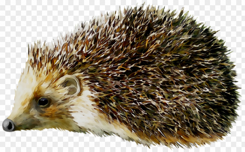 Hedgehog Porcupine Clip Art Image PNG