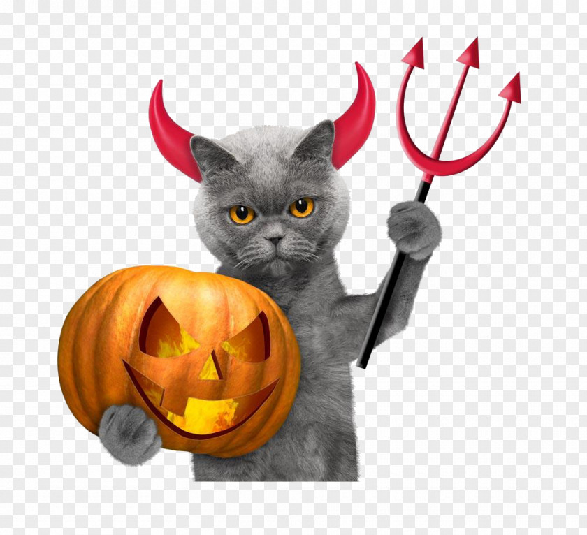 Kitten Pumpkin Devil Halloween Cat Wallpaper PNG
