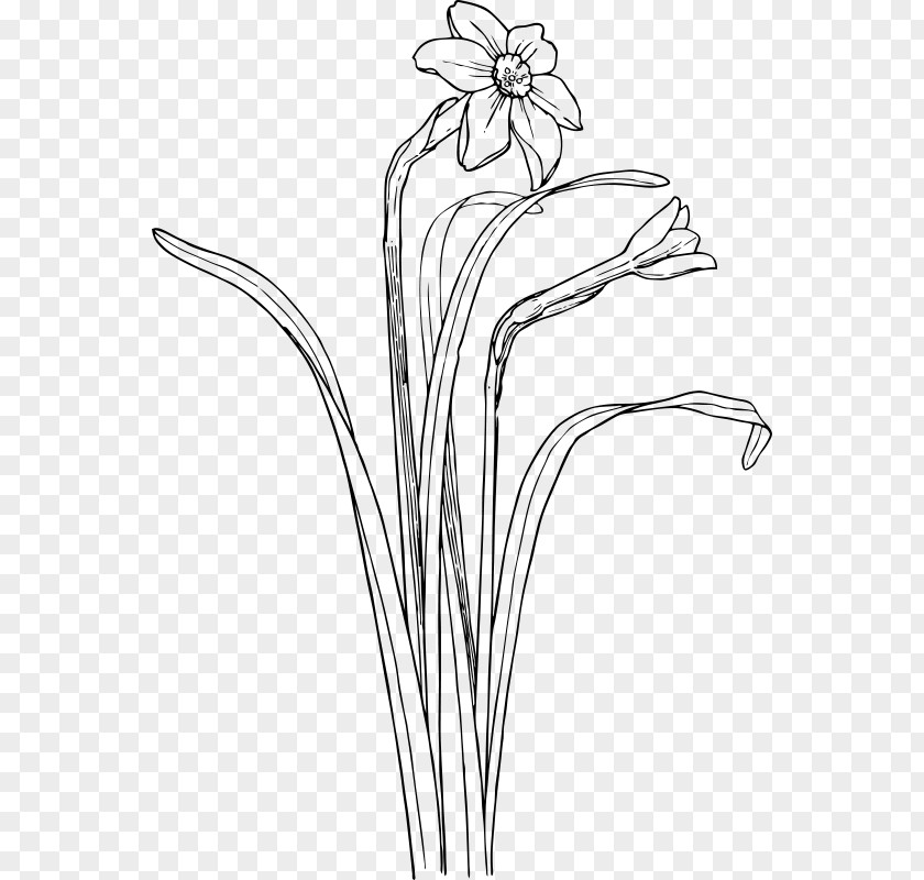Narcissus Black And White Drawing Clip Art PNG