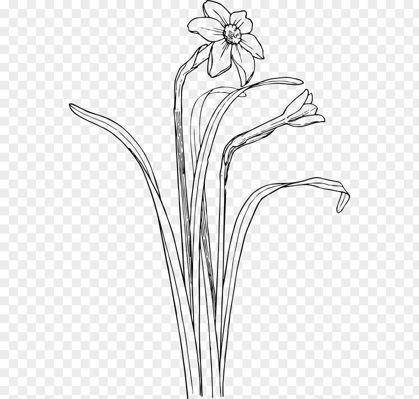 Narcissus Black And White Drawing Clip Art PNG Image - PNGHERO