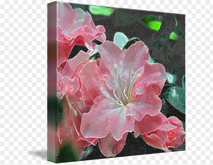 Rhododendron Azalea Gallery Wrap Canvas Art Printing PNG