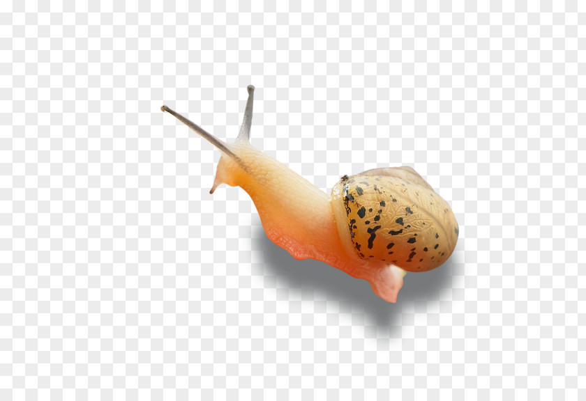 Snails Snail Computer File PNG