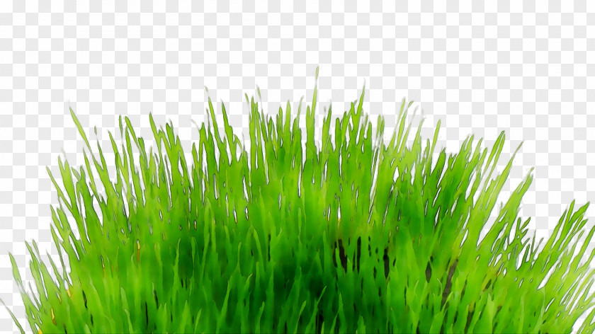 Sticker Wall Grasses Meadow Decal PNG
