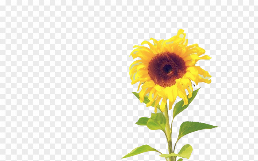 Blooming Sunflower Tablet Computer Monitor Wallpaper PNG