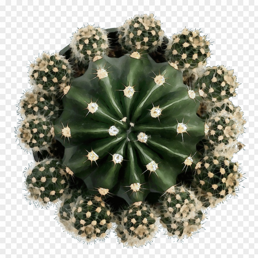 Cactus PNG