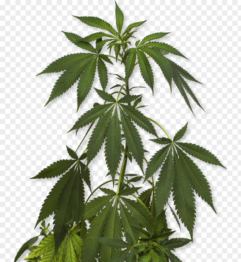 Cannabis Sativa Marijuana Cannabidiol Medical PNG