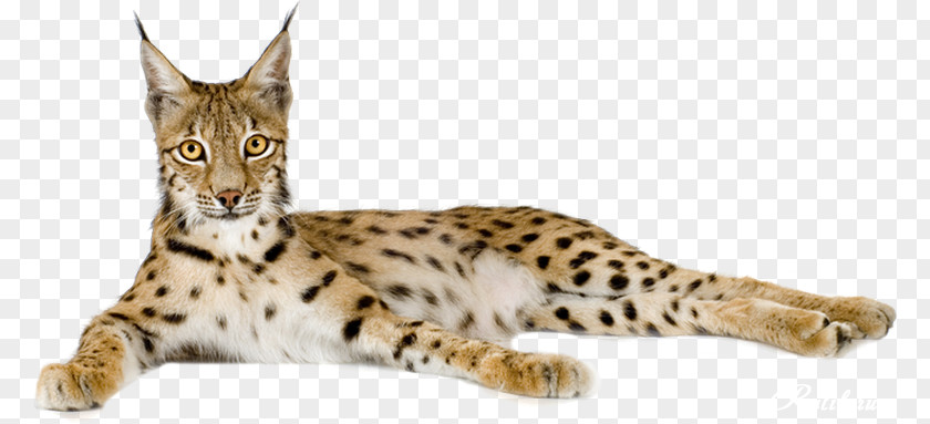 Cheetah Eurasian Lynx Felidae Bengal Cat Wildcat PNG