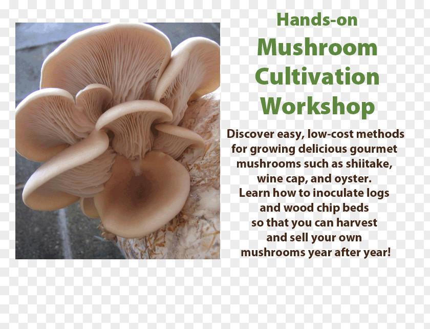 Cultivation Workshop Oyster Mushroom Organism PNG