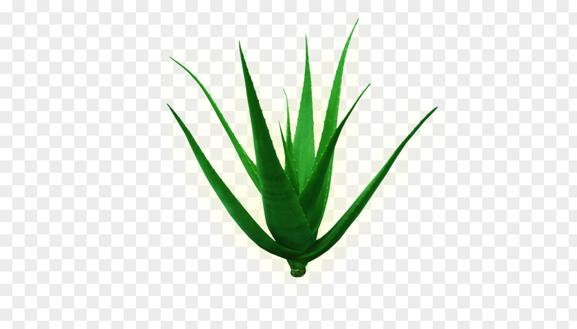 Leaf Aloe Vera Plant Stem Green PNG