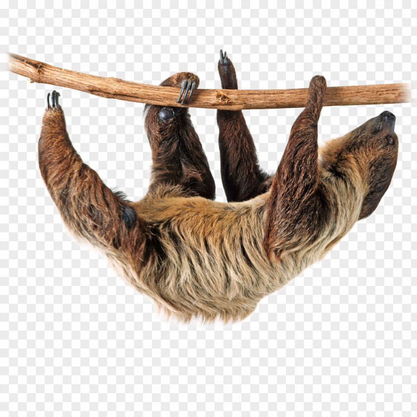 Wildlife Park Sloth Anteater Clip Art Image PNG