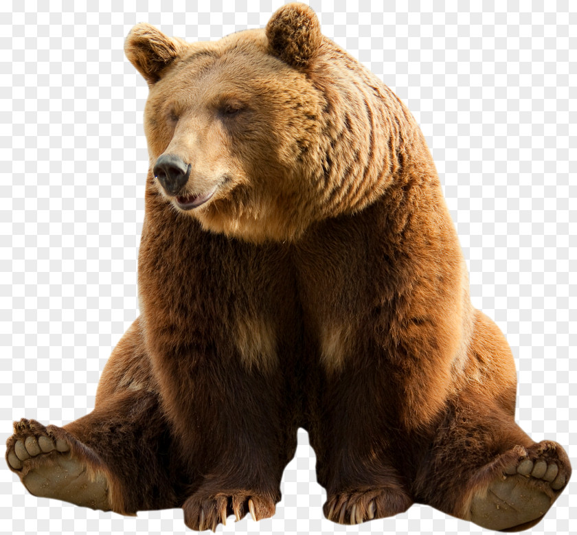 Bear Polar Clip Art Transparency PNG