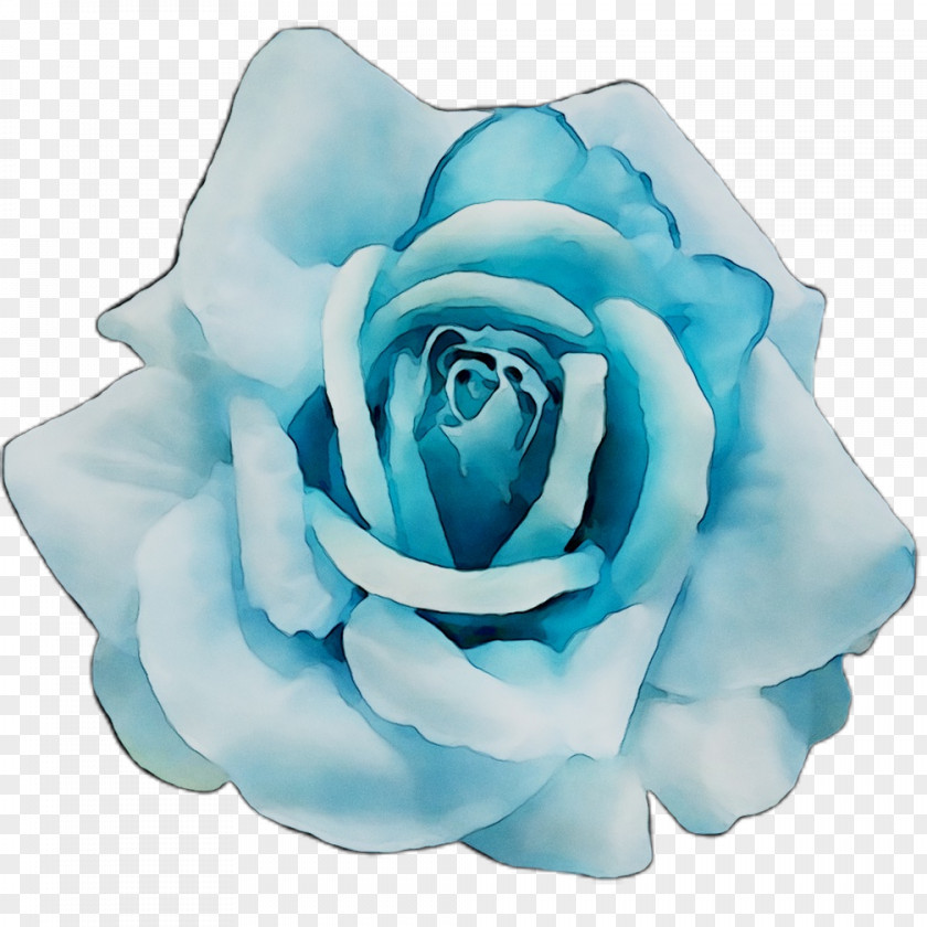 Blue Rose Garden Roses Cabbage Cut Flowers PNG