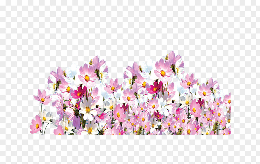 Florets Floral Elements Design Cut Flowers Spring PNG