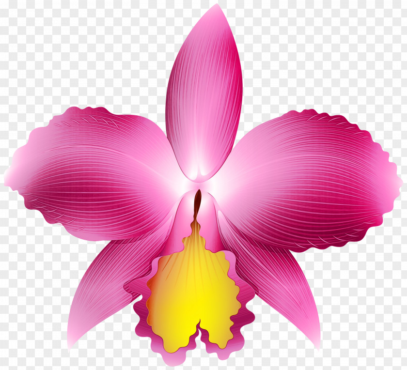 Laelia Orchid Flowering Plant Petal Flower Cattleya Labiata Pink PNG