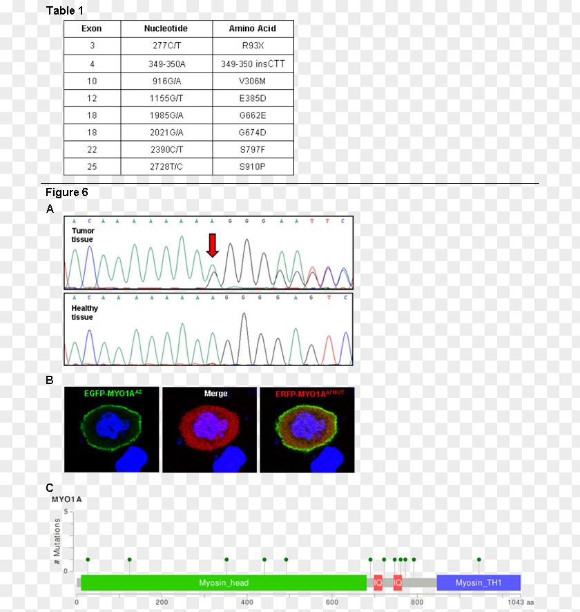 Profit Risk Loss MYO1A Frameshift Mutation Myosin Gene PNG