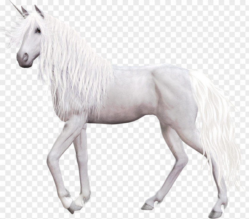 Unicorn Akhal-Teke Pegasus PNG