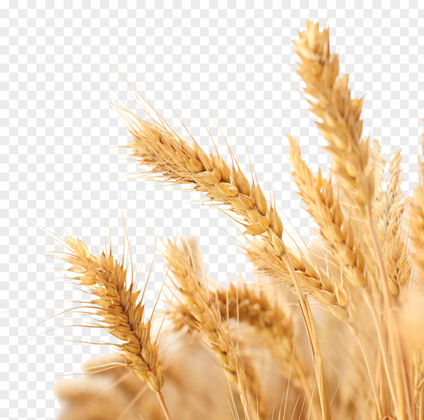 Wheat Harvest Crop PNG