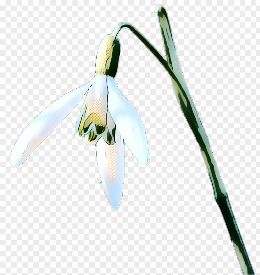 Amaryllis Family Summer Snowflake Galanthus Snowdrop Flower Plant Flowering PNG