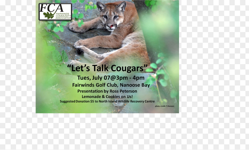 Cat Cougar Fauna Flora Ecosystem PNG