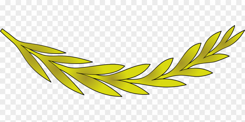 Olive Leaf Branch Clip Art PNG