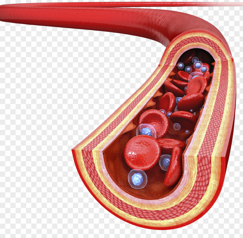 Blood Leukocytes Artery Drawing Photography Illustration PNG