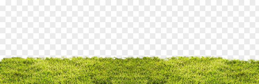 Lawn Vegetation Grassland Ecoregion Land Lot PNG