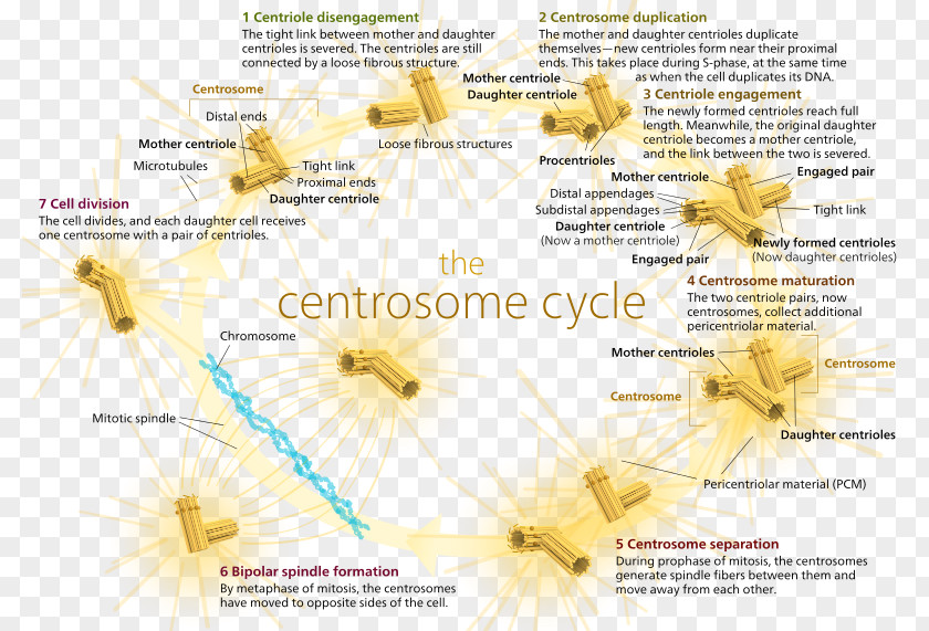 Russian Microtubule Organizing Center Cell Division Centrosome Cycle Mitosis PNG