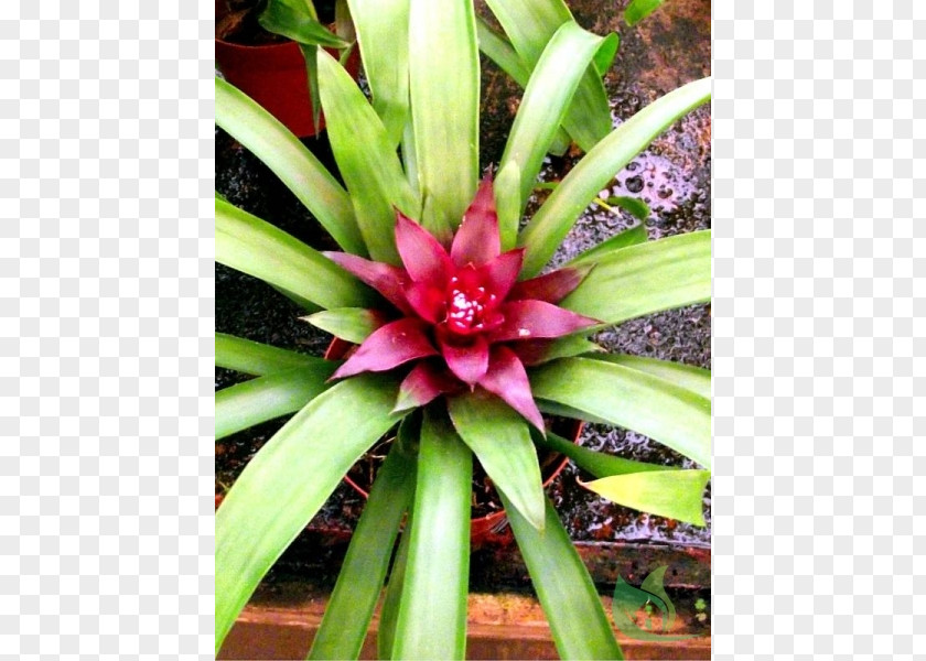 Bromelia Antiacantha Garden Ibitinga Cubatão Terrestrial Plant PNG