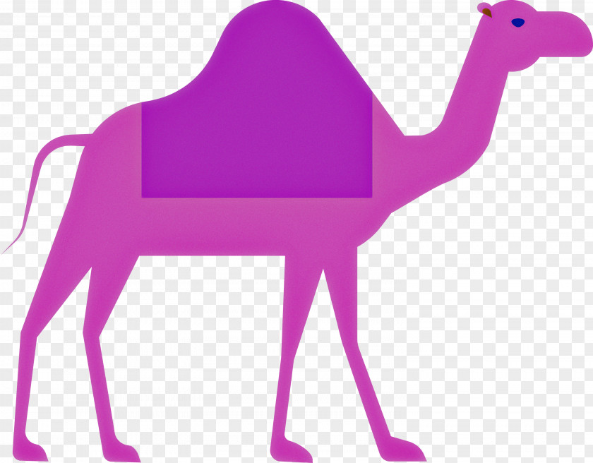 Camel Ramadan Arabic Culture PNG