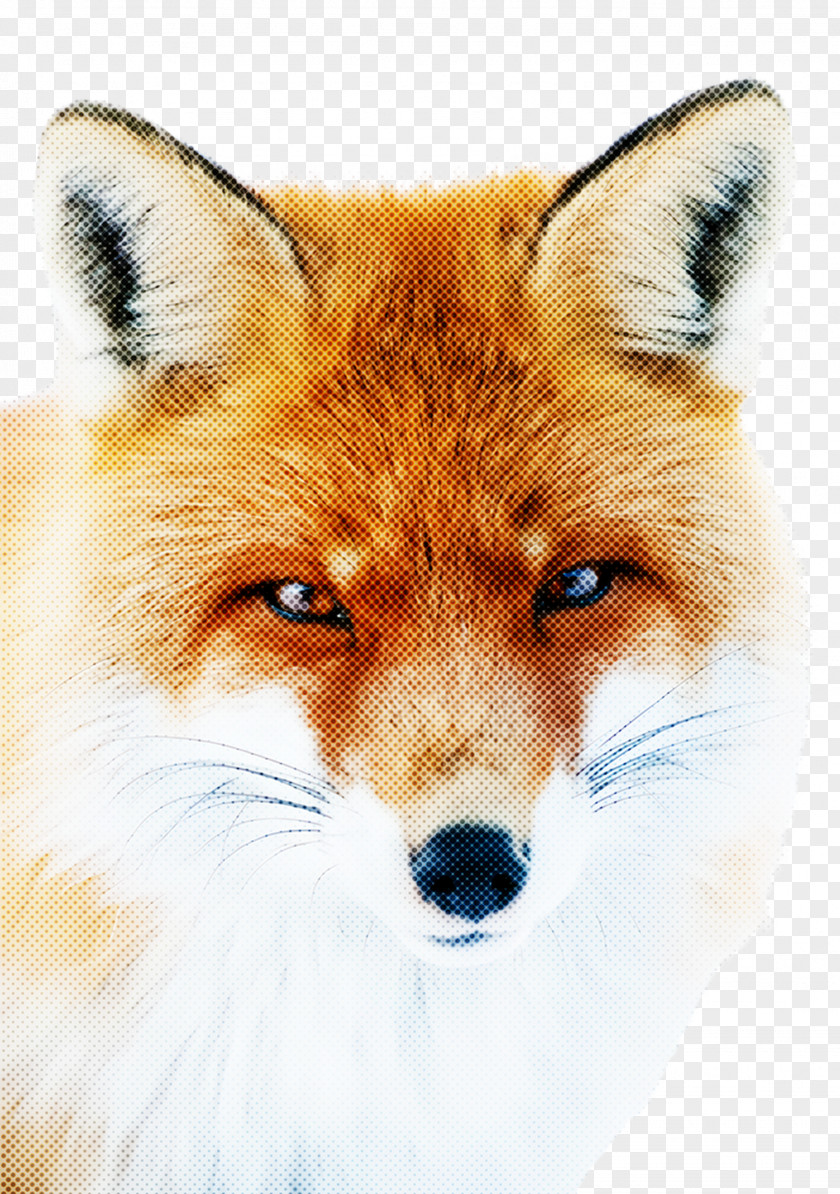 Fox Red Dog Snout Wildlife PNG